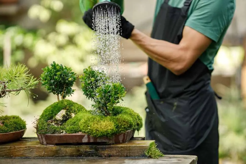 bonsai avis