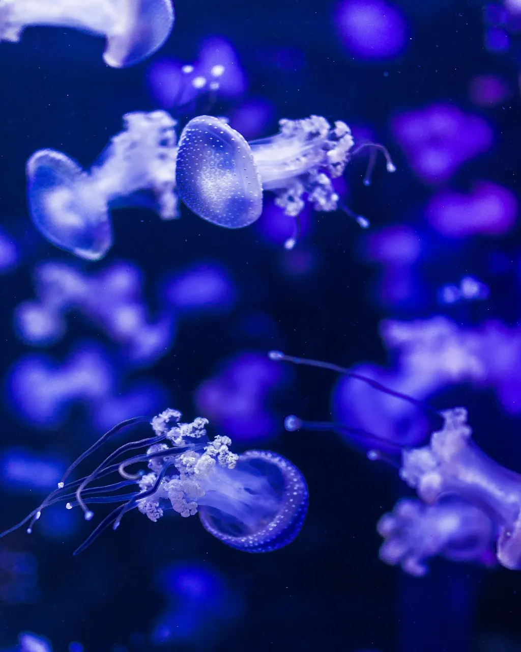 découvrez l'univers fascinant des sous-marins, ces impressionnantes machines sous-marines qui explorent les profondeurs des océans. plongez dans leur histoire, leur technologie et leur rôle essentiel dans la recherche marine et la défense.