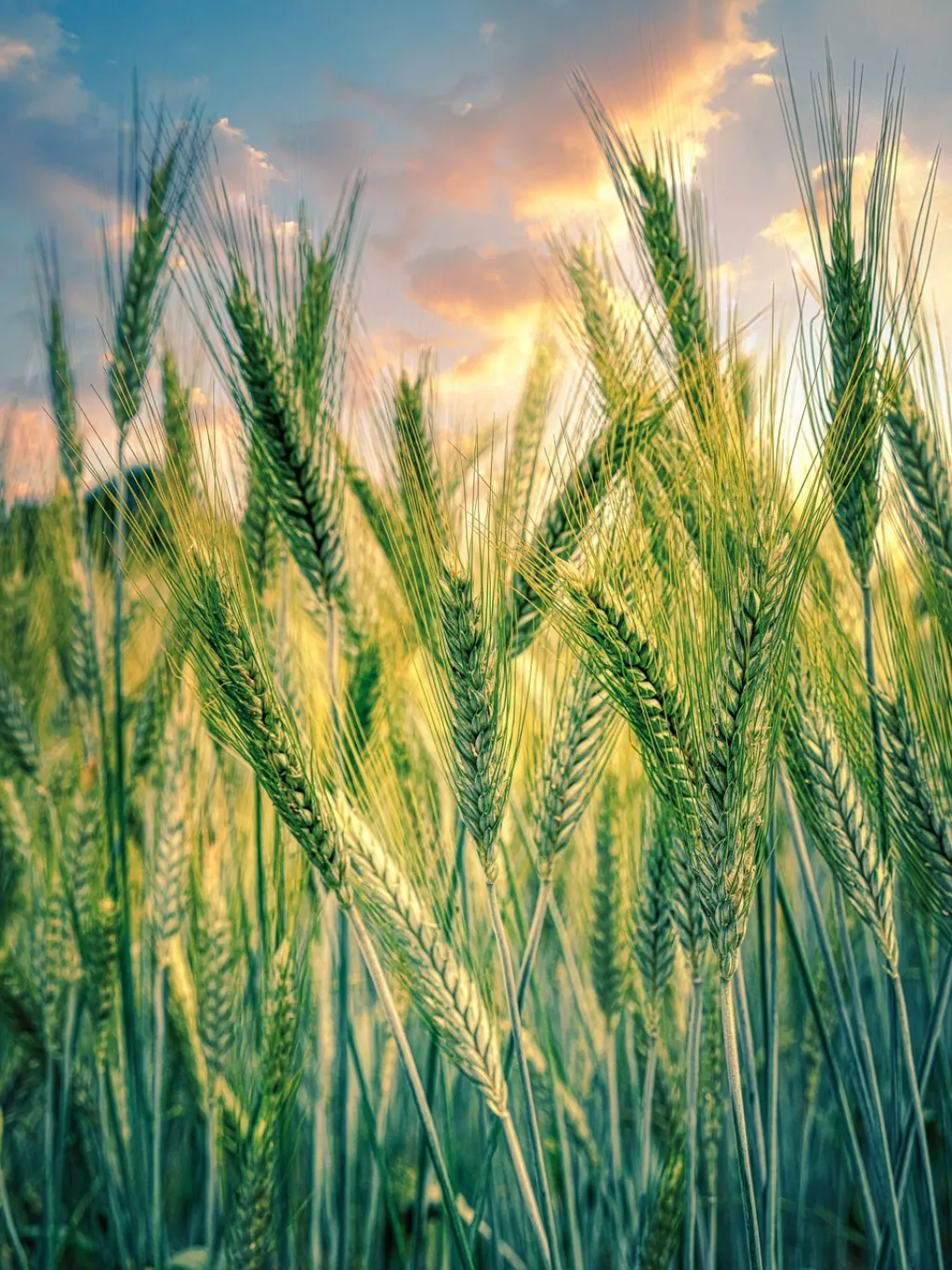 découvrez l'univers de l'agriculture, un secteur essentiel pour notre alimentation et notre environnement. explorez les techniques innovantes, les tendances durables et les enjeux clés qui façonnent le monde agricole d'aujourd'hui.