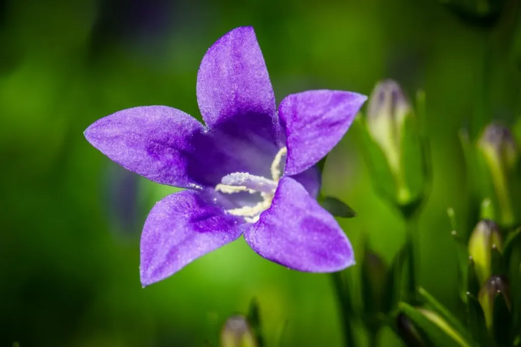 découvrez l'univers des serres : conseils pratiques pour cultiver vos plantes, optimiser la croissance et créer un environnement idéal pour vos jardins. apprenez les meilleures techniques pour tirer le meilleur parti de votre serre et profiter d'une récolte abondante tout au long de l'année.