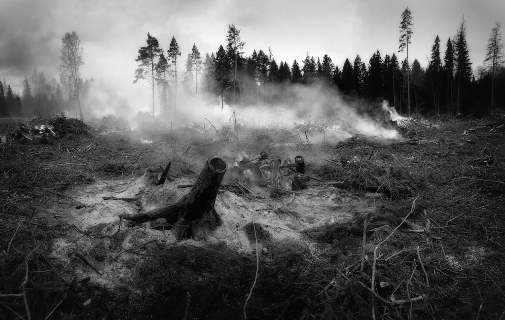 découvrez les impacts dévastateurs des incendies de forêt sur l'environnement et les communautés. apprenez des stratégies de prévention et de gestion pour protéger nos forêts et notre planète.