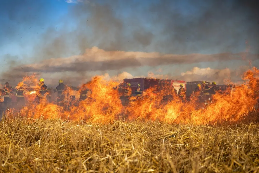 découvrez l'impact dévastateur des incendies de forêt, leurs causes, et les mesures de prévention essentielles pour protéger notre environnement et nos communautés.