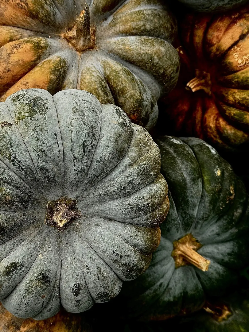 plongez dans l'univers effrayant d'halloween ! découvrez des idées de costumes, des recettes terrifiantes et des astuces pour une soirée inoubliable. préparez-vous à célébrer cette fête mystérieuse avec frissons et amusement.