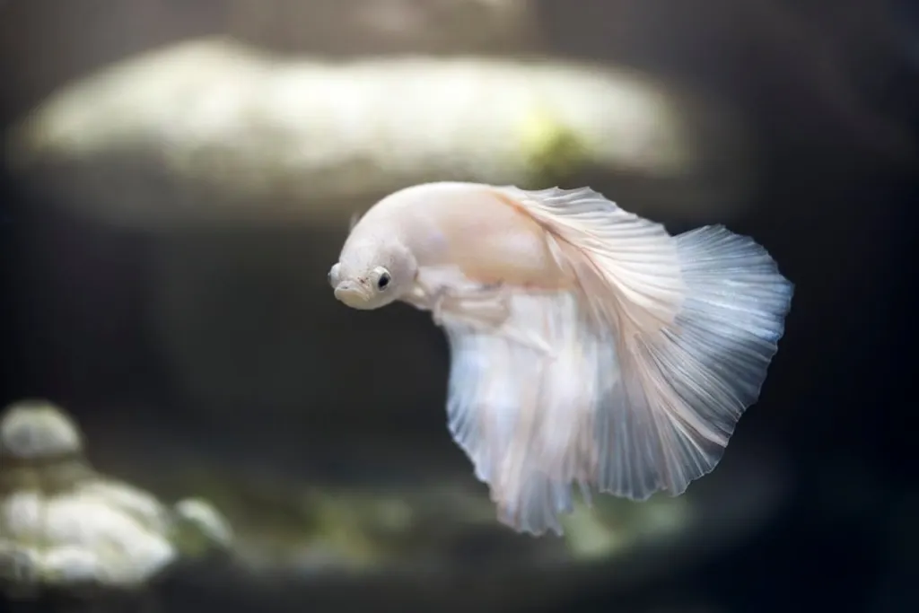 découvrez les poissons envahissants : leur impact sur les écosystèmes aquatiques, les défis qu'ils posent et les solutions pour préserver la biodiversité de nos milieux naturels.