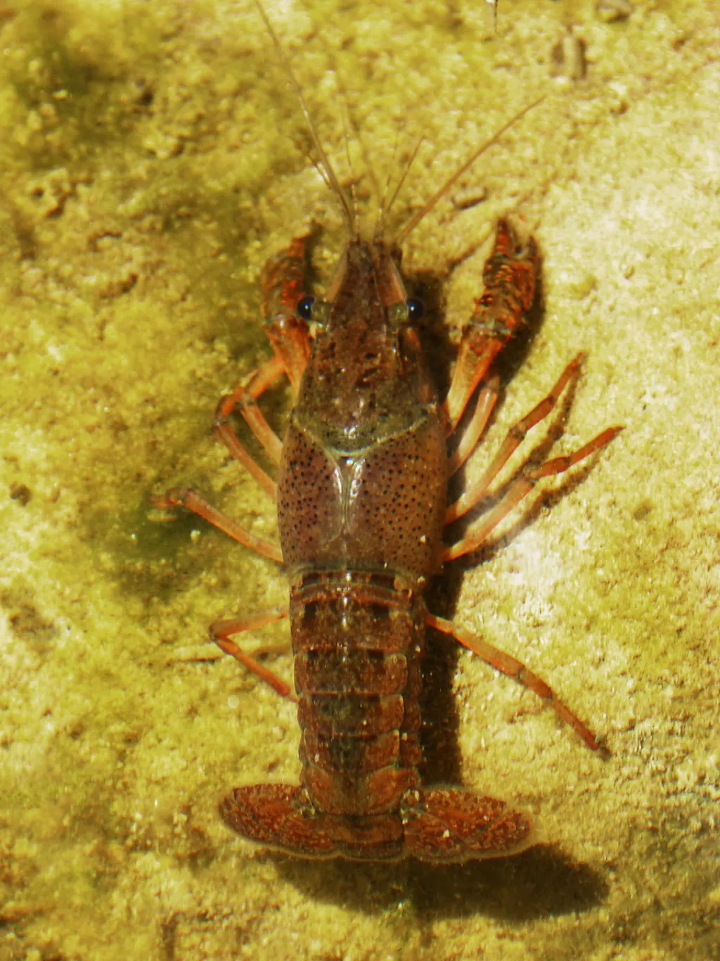 découvrez l'impact des espèces envahissantes sur nos écosystèmes. apprenez comment ces organismes perturbent les habitats naturels, menaçant la biodiversité et modifiant les chaînes alimentaires. informez-vous sur les mesures préventives et les actions à entreprendre pour protéger notre environnement.