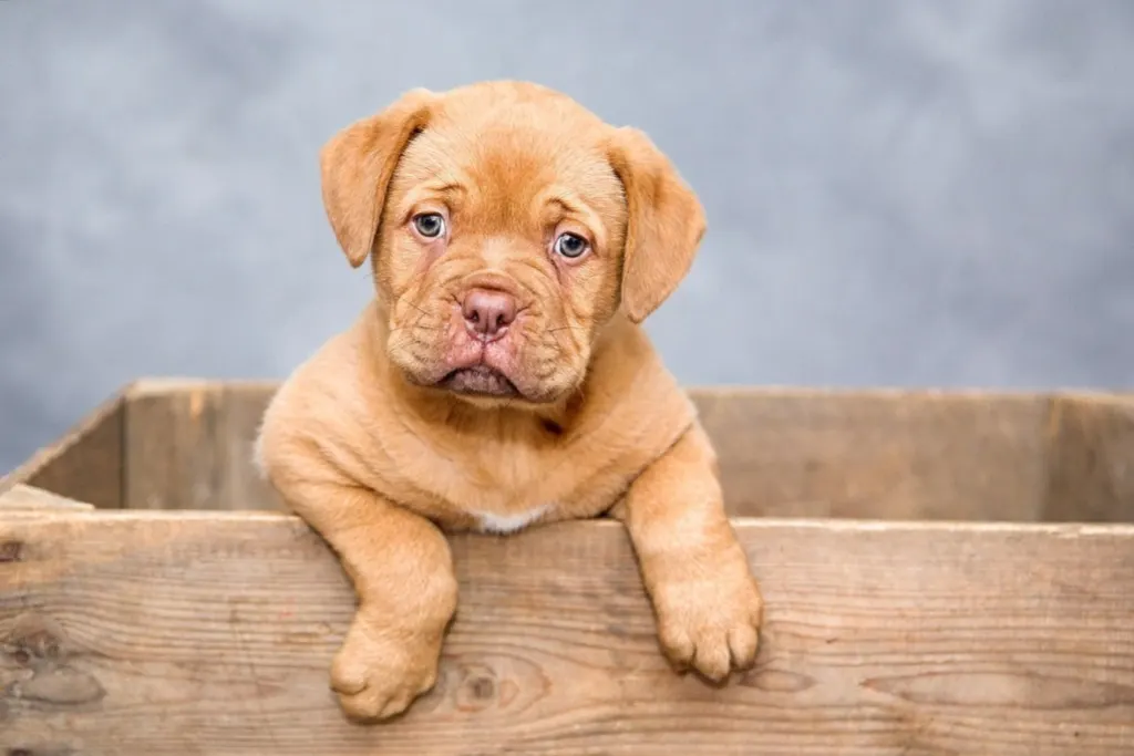 découvrez l'univers des chiens robotiques : technologies innovantes, usages, avantages et dernières tendances de ces compagnons intelligents du futur.