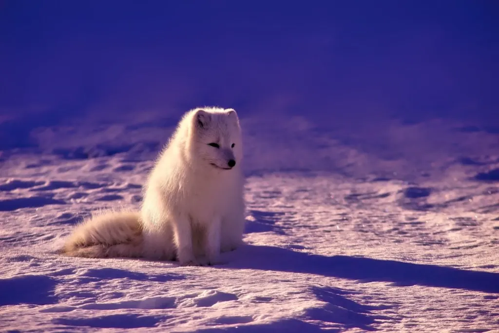 découvrez l'arctique, une région fascinante aux paysages glacés, riche en biodiversité et en phénomènes naturels impressionnants. explorez ses merveilles, sa faune unique et les enjeux environnementaux qui la menacent.