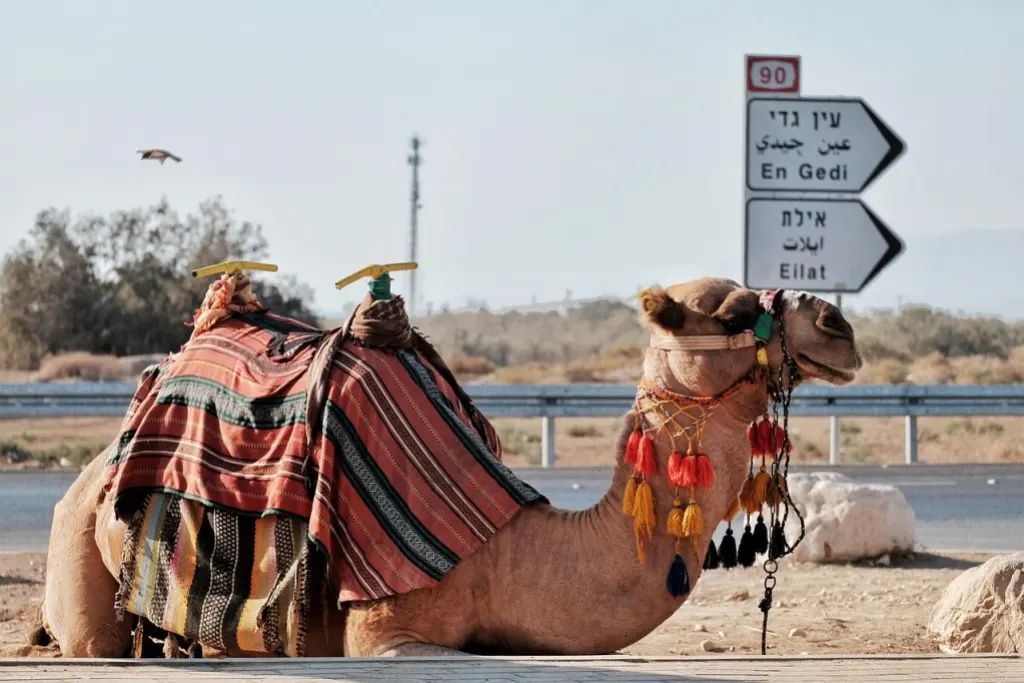 découvrez beersheba, une ville fascinante du sud d’israël, connue pour son riche patrimoine historique, ses sites archéologiques et son énergie moderne en plein cœur du désert du néguev.