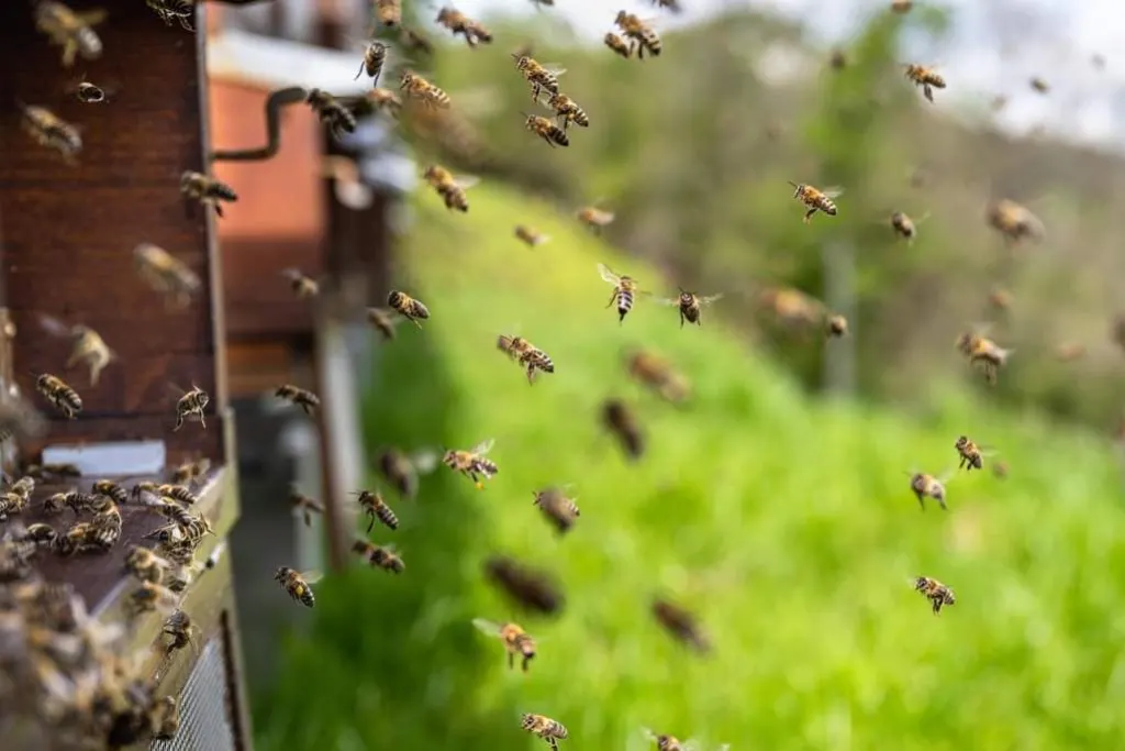 découvrez tout ce qu'il faut savoir sur les abeilles : leur rôle essentiel dans la pollinisation, leur organisation sociale fascinante et les menaces qui pèsent sur leur survie. informez-vous sur les moyens de les protéger pour préserver la biodiversité.