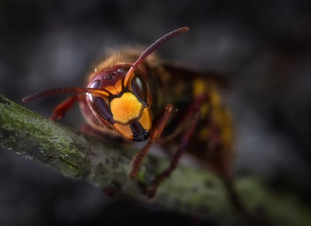 découvrez tout sur les hornets : leur mode de vie, leur habitat, leur alimentation, et comment réagir en cas de rencontre avec ces insectes impressionnants.