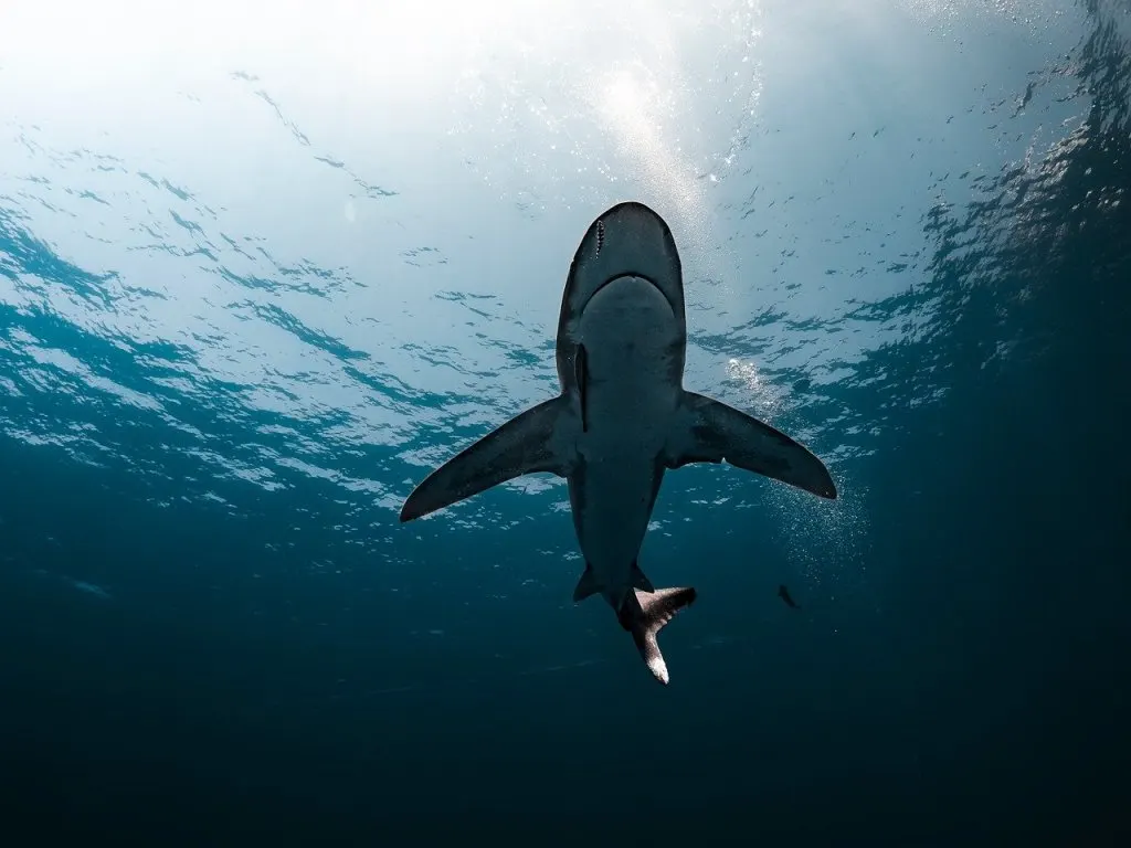 découvrez oceanic technology, leader en solutions innovantes pour l'exploration et la préservation des océans, alliant technologie avancée et développement durable.