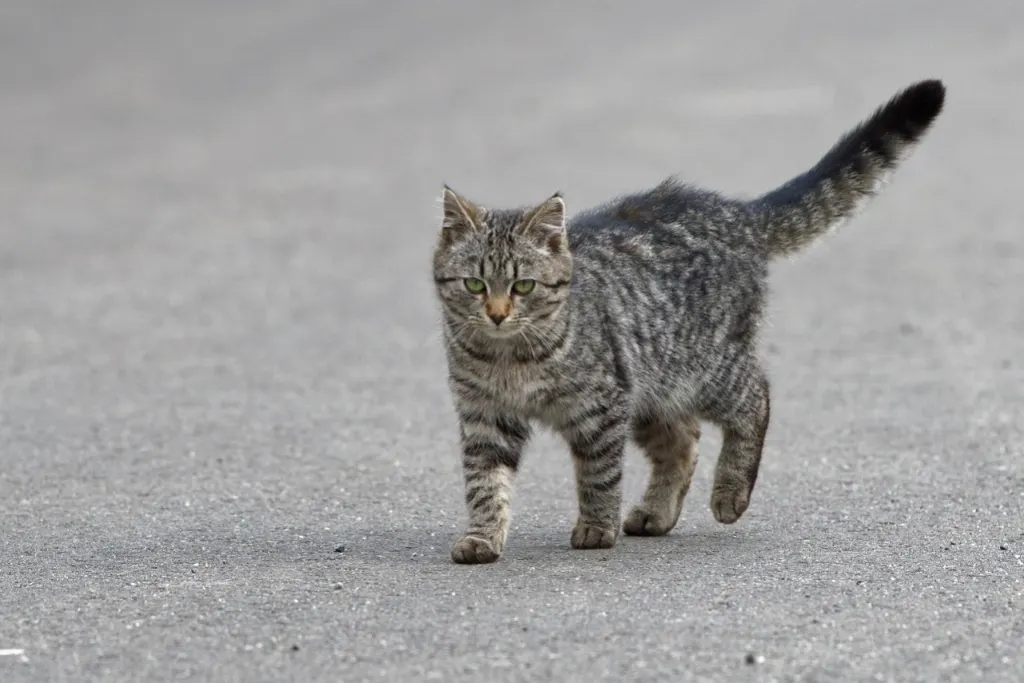 un chien de montagne fait la rencontre d'un chaton errant dans une aventure attendrissante pleine de tendresse et d'amitié inattendue.