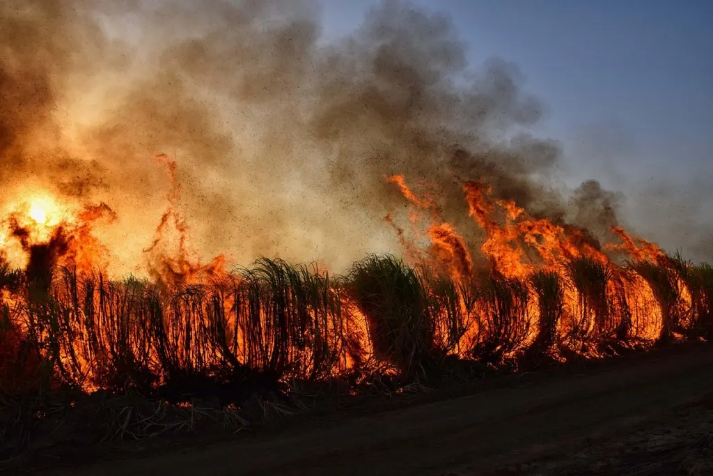 découvrez tout ce qu'il faut savoir sur les feux de forêt : causes, prévention, impacts et conseils pour se protéger efficacement.